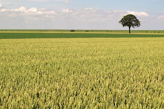 weites Feld und ein Baum