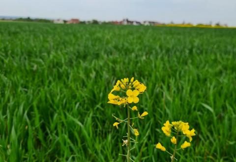 Rapsblüten vor grünem Feld