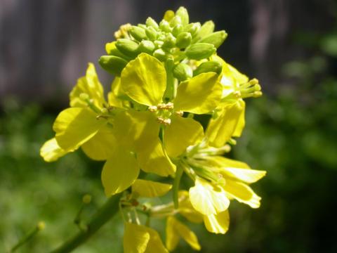 Senfblüte in Nahaufnahme